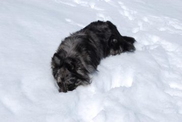 Frank in vetta, in meditazione …. profonda