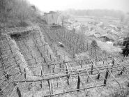 vigneti
