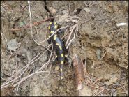 salamandra