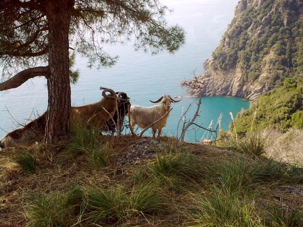 Mufloni del Tigullio