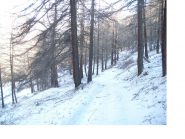 Il bosco al mattino..