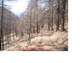 Il bosco al pomeriggio..