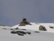 17 - Camosci in vetta