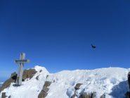 gracchio in picchiata...