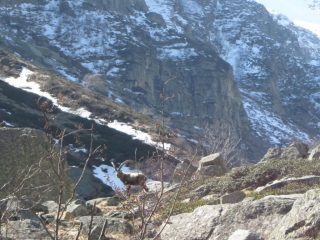 stambecco in Val di Sea