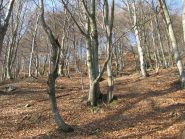 Bosco di faggi prima di Fassabella