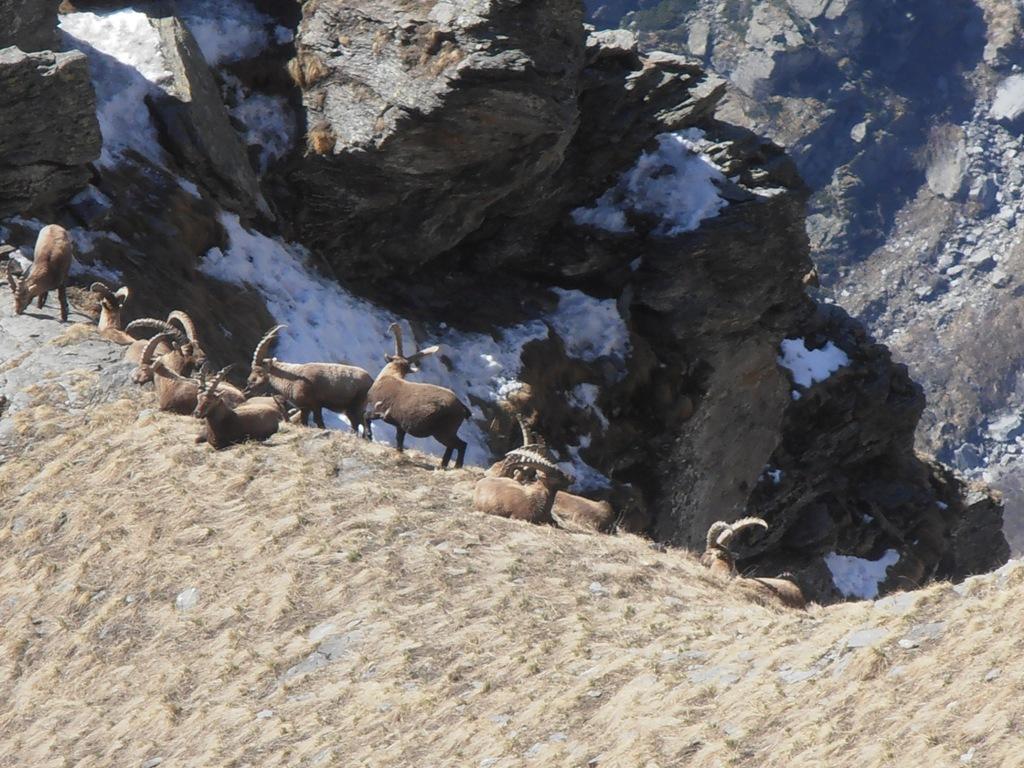 04 - Branco di stambecchi