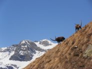 05 - con i loro possenti capibranco, sullo sfondo Gros Muttet e Rocca d'Ambin
