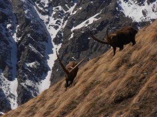 09 - i due capibranco si studiano e poi...