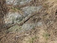 vipera lungo il sentiero