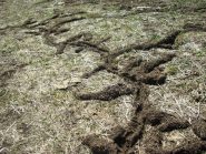 TALPeggio: chissà quali arcani messaggi sono nascosti in questi disegni