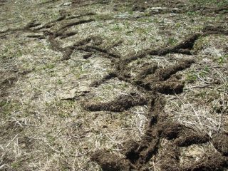 TALPeggio: chissà quali arcani messaggi sono nascosti in questi disegni