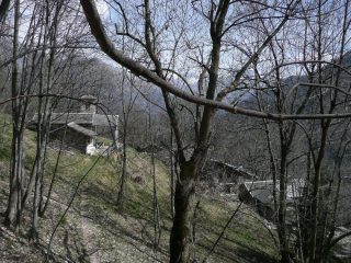 Chiale