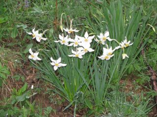 Primi narcisi