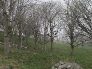 La baita di Case Bossola fa capolino tra gli alberi