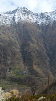 punta tressi e boschietto dal meal