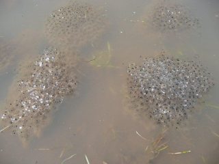 Incubatrice per rospi