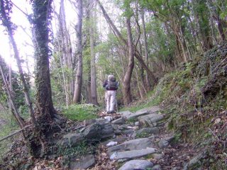 La mulattiera nel bosco