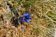 genziana