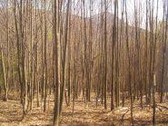 bosco fitto vicino alla Cascina