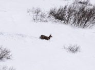 correndo nella neve
