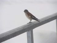 bel esemplare di uccello