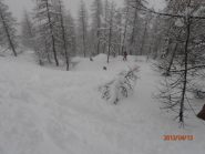 bella anche nel bosco