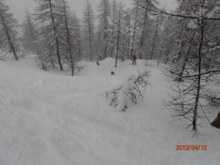 bella anche nel bosco