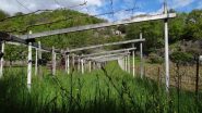 i vigneti