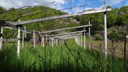 i vigneti