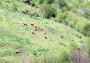 Mucche al pascolo sotto l'Alpesisa