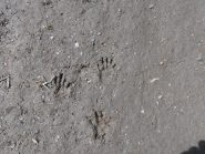 06 - impronte di tasso nella borgata di Montagne Seu