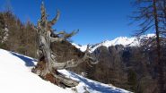 ambientino di salita, appena fuori dal bosco (21-4-2012)