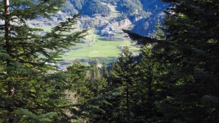 dal bosco spunta Moriglione San Lorenzo (21-4-2012)
