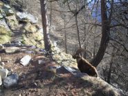 Incontro ravvicinato lungo il sentiero...