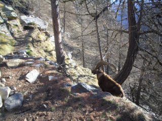 Incontro ravvicinato lungo il sentiero...