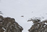 uno dei camosci che popolano il vallone