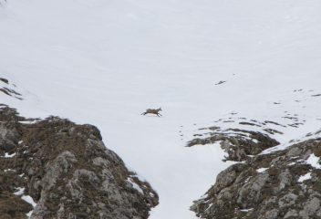 uno dei camosci che popolano il vallone