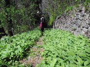 ultimo tratto in mezzo all'aglio selvatico