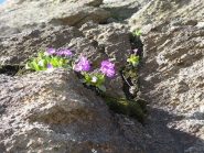 fioritura impossibile