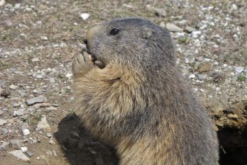 non date da mangiare alle marmotte!!!