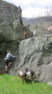 Antonella e le caprette