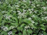 Fioritura primaverile