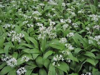 Fioritura primaverile