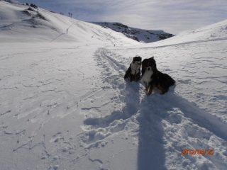 si trova anche farina...