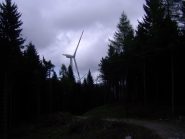 Gli abeti del futuro