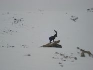 lo stambecco bronzeo dei Salati. Un monito per chi va in montagna e lascia a casa moglie o fidanzata