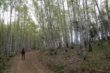 Tratto iniziale tra le betulle