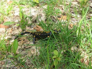 un'abitante del posto