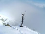 Totem e tabù
